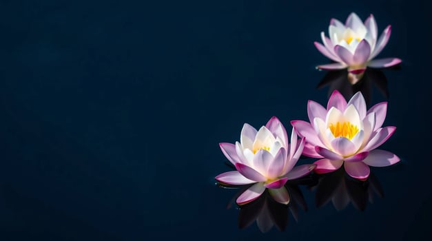 Three pink lotus flowers on a dark surface photo