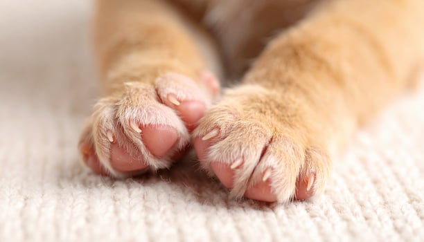 A close up of a dog's paws photo