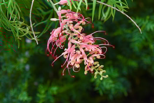 Close-up of Grevillea Misty Red flowers showcasing vibrant pink blooms with delicate textures, perfect for nature and floral photography. photo