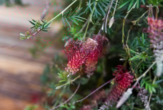 Close-up of Grevillea thelemanniana with delicate red flowers and fine foliage, showcasing its vibrant colors and intricate textures in natural light. photo