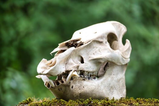 A detailed view of a wild boar skull, showcasing its bone structure and teeth. photo