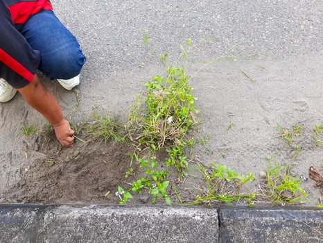 Man Removing Weeds from Roadside for Environmental Cleaning. Top View photo