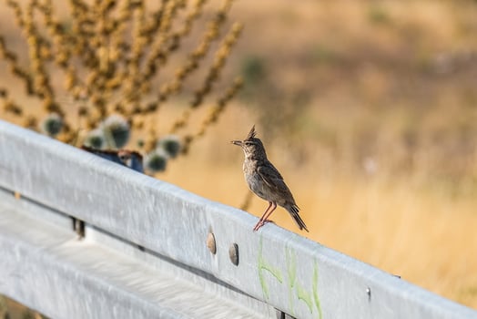 Eurasian crested lark bird perched on a metal guardrail with a blurred field in the background, daytime in Turkey. photo