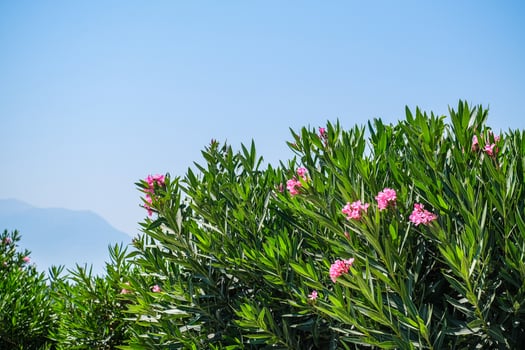 Pink oleander flowers blooming on a green shrub against a clear blue sky. Nature background with vibrant blossoms for summer design. photo