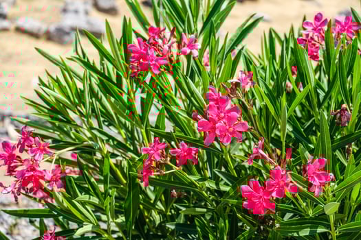 Close up of pink oleander flowers blooming on a green bush. Bright floral background for nature and garden themes. photo