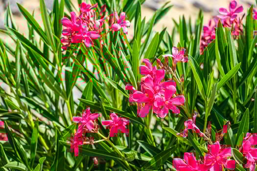 Pink oleander flowers blooming vibrant in a lush green bush. Summer floral background for garden design or holiday travel. photo