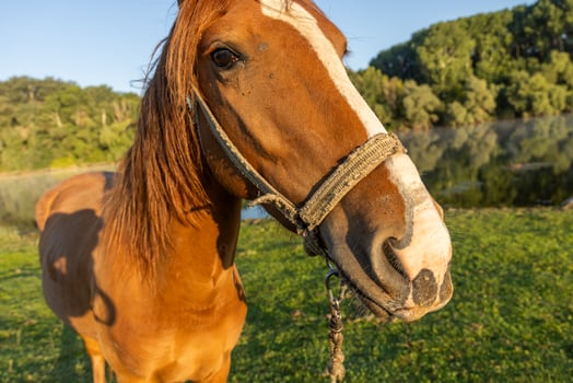 nice red horse in the village in Republic of Moldova photo