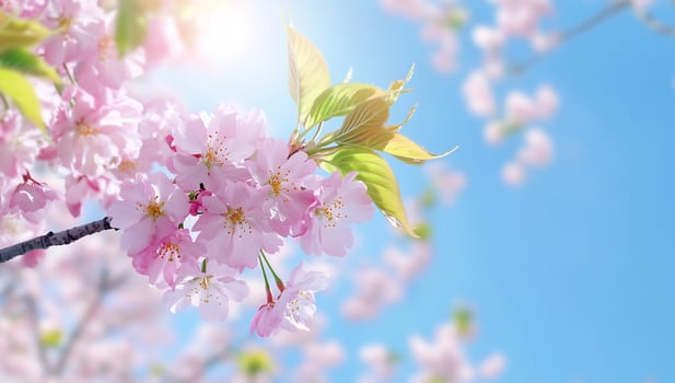 Delicate pink blossoms against blue sky natural beauty and floral abundance photo