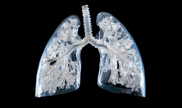 Transparent lung model for medical education and anatomical study on black background photo