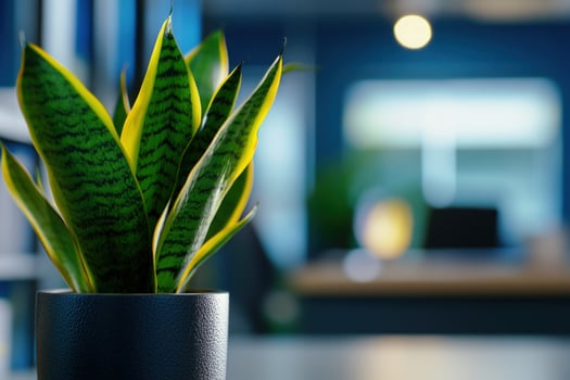 Office plant, modern workspace, blue decor, blurred background photo