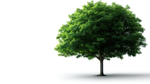 Lush green tree, isolated, white background, nature, environmental design photo