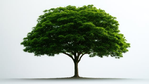 Lush green tree, isolated, white background photo
