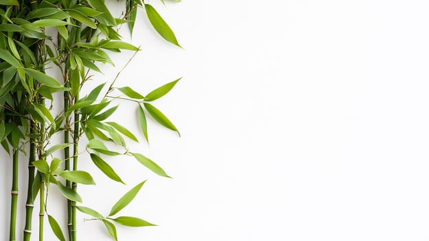 Vibrant green bamboo stalks and leaves on white background with copy space photo