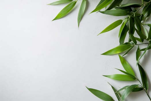 Green bamboo leaf on white background natural minimalist frame photo