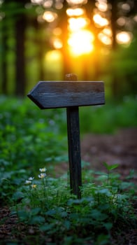 Wooden signpost, forest path, sunset, nature guide photo