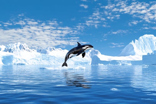 Killer whale leaping from arctic waters with iceberg mountain backdrop under cloudy sky photo