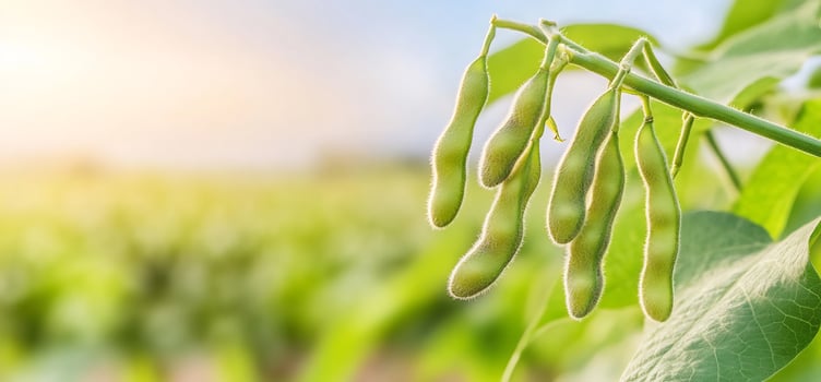 Soybean pods hanging on a stem in sunlight on a farm field photo