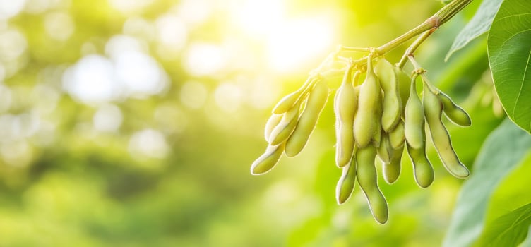 Seed pods on branch in sunlight natural agriculture and organic farming photo