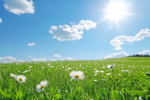 Daisy field under a bright summer sky natural outdoor scene photo