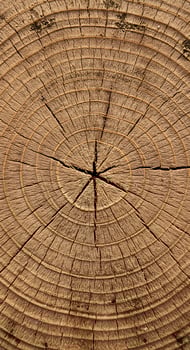 A close up of a tree stump with a cross in the center photo