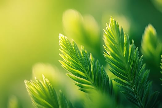 Bright sunlight filters through lush green cypress branches, creating a serene nature scene photo