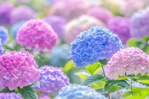 Colorful hydrangea blooms create a beautiful garden with delicate petals and soft light photo