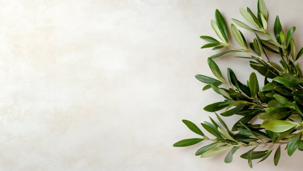 Olive branch foliage on beige surface background with copy space for text and graphics photo
