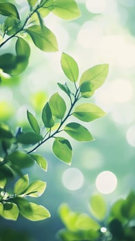 Sunlight shines through branches and fresh green leaves creating a serene, natural scene photo