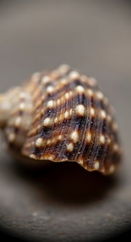A close up of a shell with white spots photo