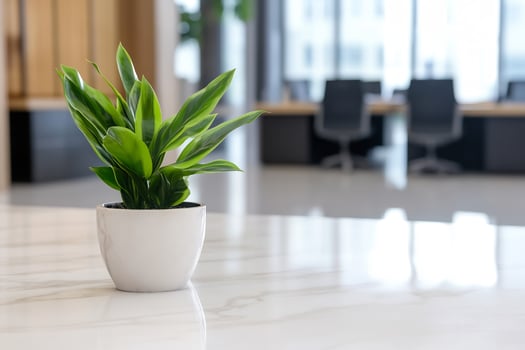 Green plant in white pot on modern office table photo