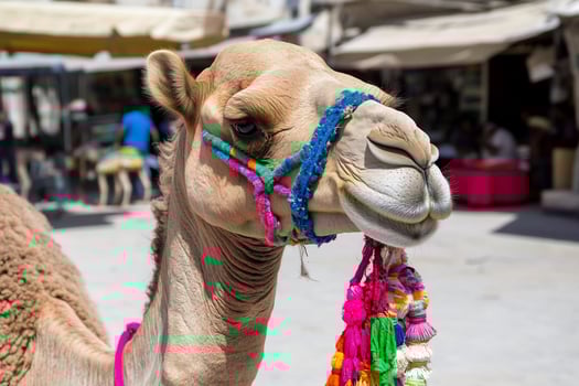 Camel close up with colorful bridle animal portrait mammal head with ornate ropes and tassels photo