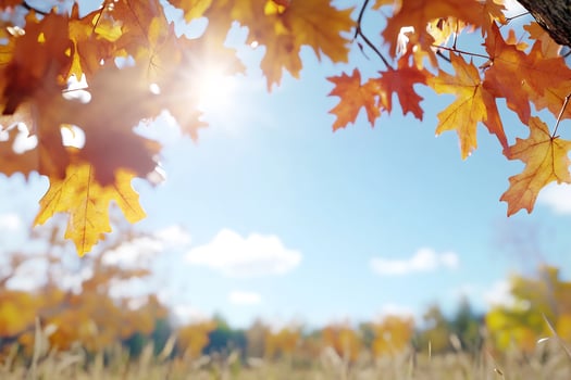 Autumn maple leaves with sunlight against blue sky background photo