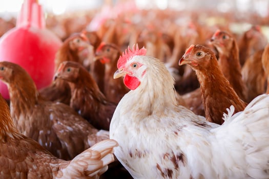 Close up white chicken in chicken farm photo