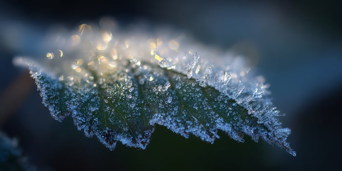 Frost-covered leaf glistens in soft morning light. photo