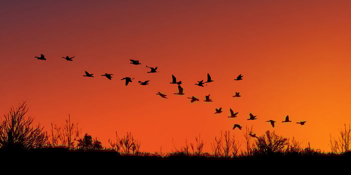 Silhouettes of birds against a sunset sky photo