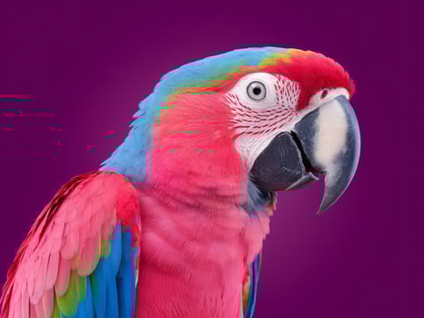 Vibrant macaw parrot showcasing stunning colors against a purple background. photo
