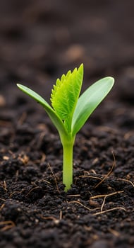 New Life Sprouting Seedling in Soil photo