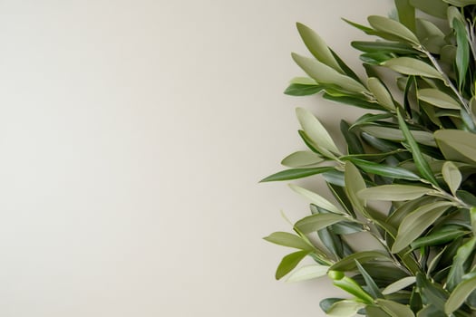 Elegant olive branch leaves on cream background with copy space photo