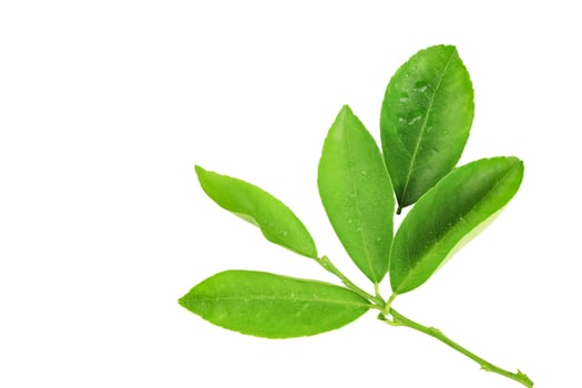 Lime Leaf Isolated with Clipping Path photo