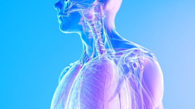 Human body skeletal anatomy illustration for medical and scientific use photo