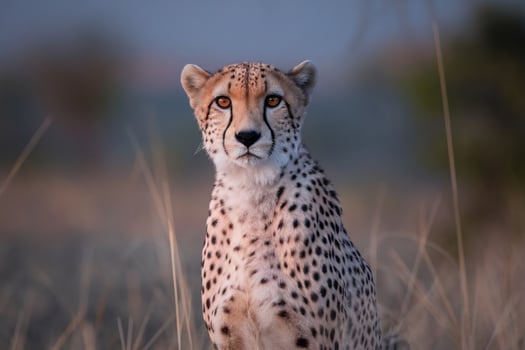 Stunning cheetah gazing into the distance with piercing eyes and distinct spots, embodying wild elegance. photo