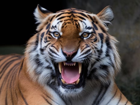 A majestic Bengal tiger with striking features roaring fiercely in a natural setting. photo