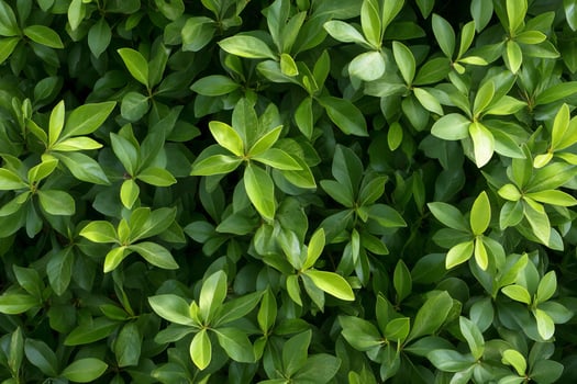 Lush green leaves background texture plant foliage overhead photo