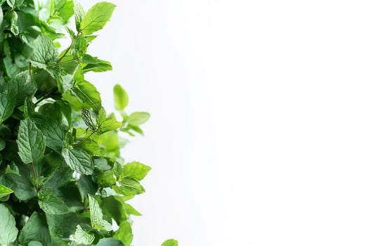 Fresh green mint leaves isolated on white background with copy space for culinary or healthcare concepts photo