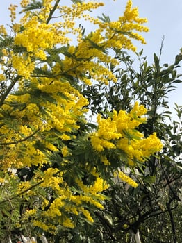 Yellow mimosa flowers in full bloom on leafy branches set against a bright sky and greenery background, showcasing natural beauty and freshness, concept of spring, nature, floral elegance photo