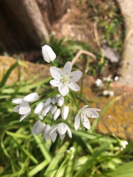 Close up of small white wildflowers blooming in natural sunlight, surrounded by green foliage in a rustic outdoor setting, showcasing natural beauty and simplicity, concept of nature, tranquility photo