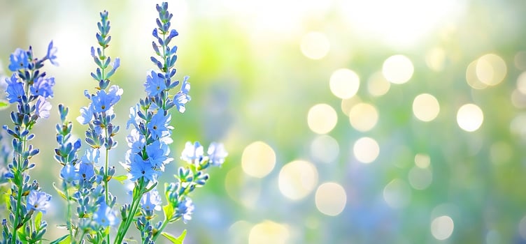Blue flowers bloom in soft sunlight nature background photo