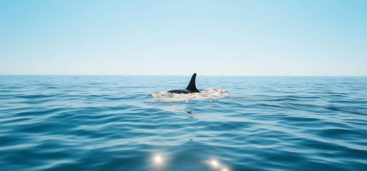 Orca whale swimming in open ocean clear blue waters scenic marine wildlife photo