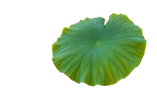 A single green lotus leaf with prominent veins on a white background photo