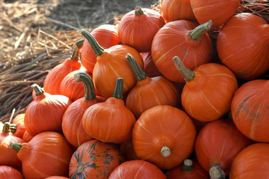 Abundant pile of vibrant orange pumpkins ready for autumn harvest photo
